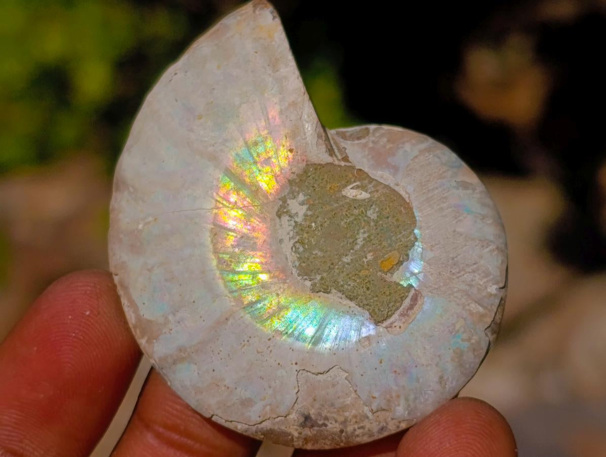 Polished Cleoniceras Ammonite Fossils Pairs x 26 From Tulear, Madagascar - Toprock Gemstones and Minerals 