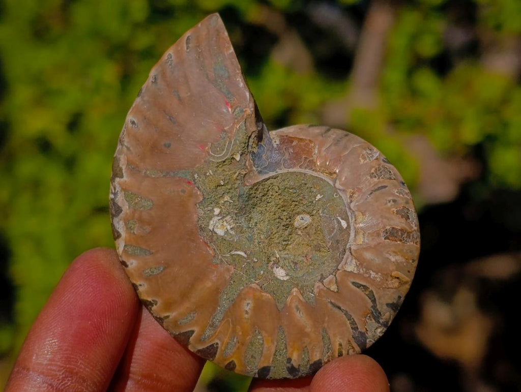 Polished Cleoniceras Ammonite Fossils Pairs x 26 From Tulear, Madagascar - Toprock Gemstones and Minerals 