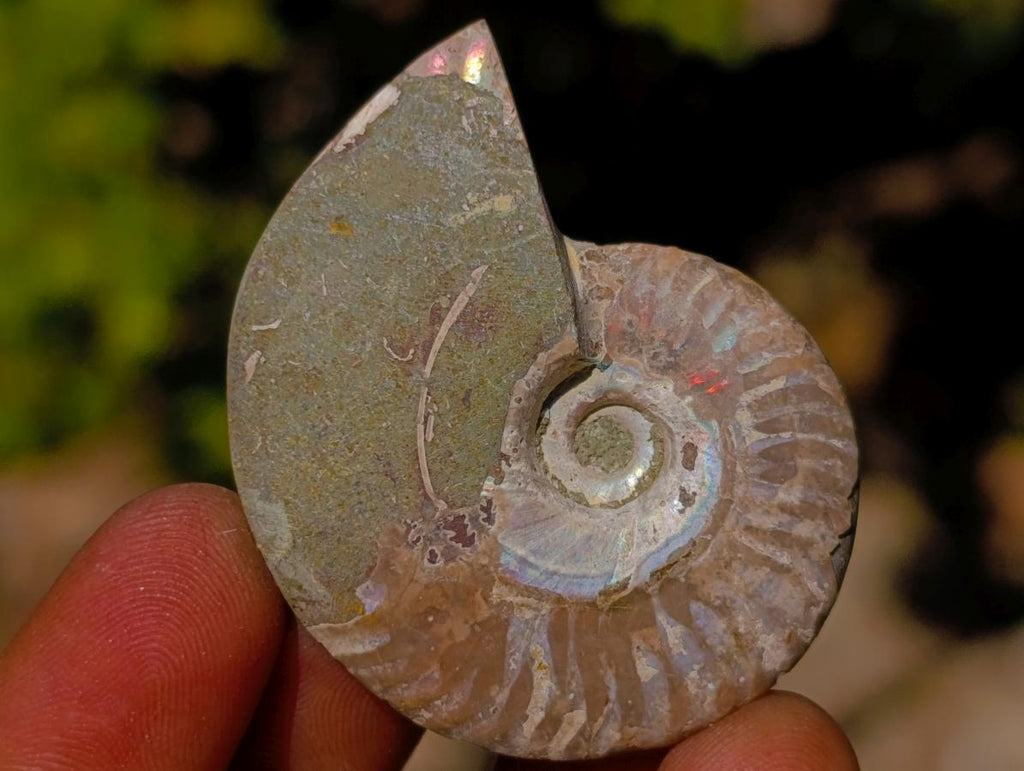 Polished Cleoniceras Ammonite Fossils Pairs x 26 From Tulear, Madagascar - Toprock Gemstones and Minerals 