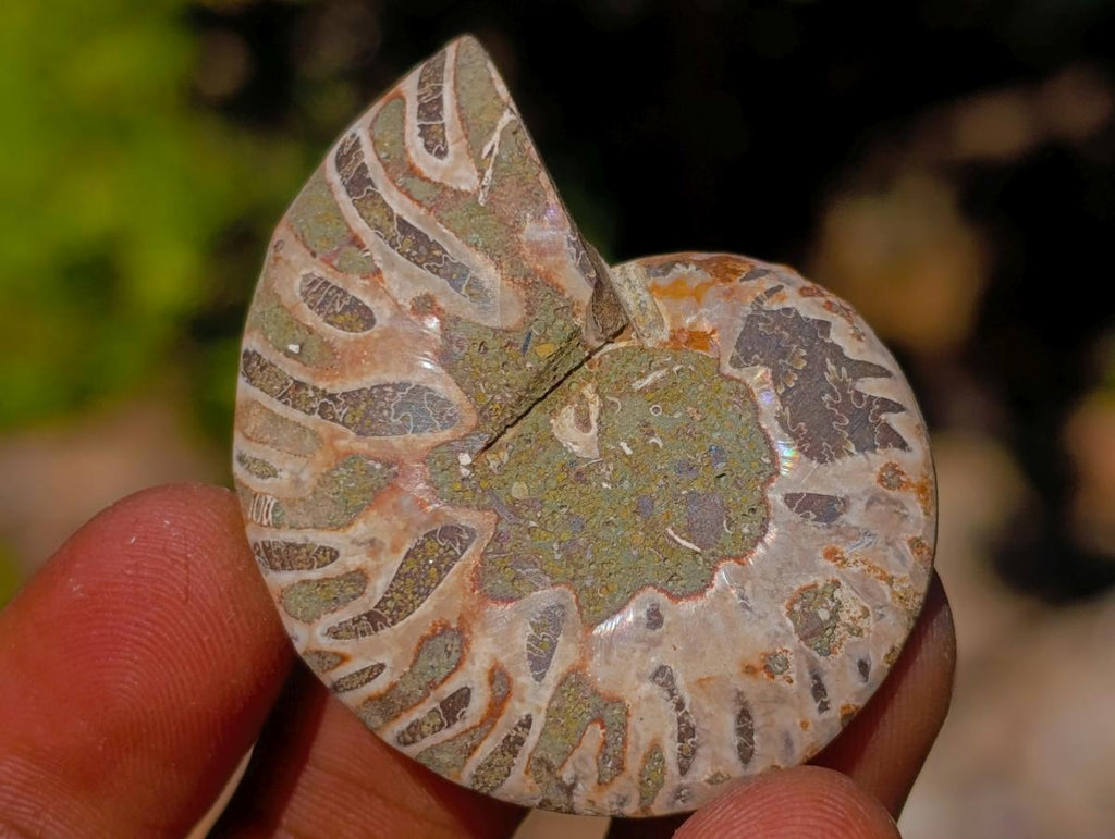 Polished Cleoniceras Ammonite Fossils Pairs x 26 From Tulear, Madagascar - Toprock Gemstones and Minerals 