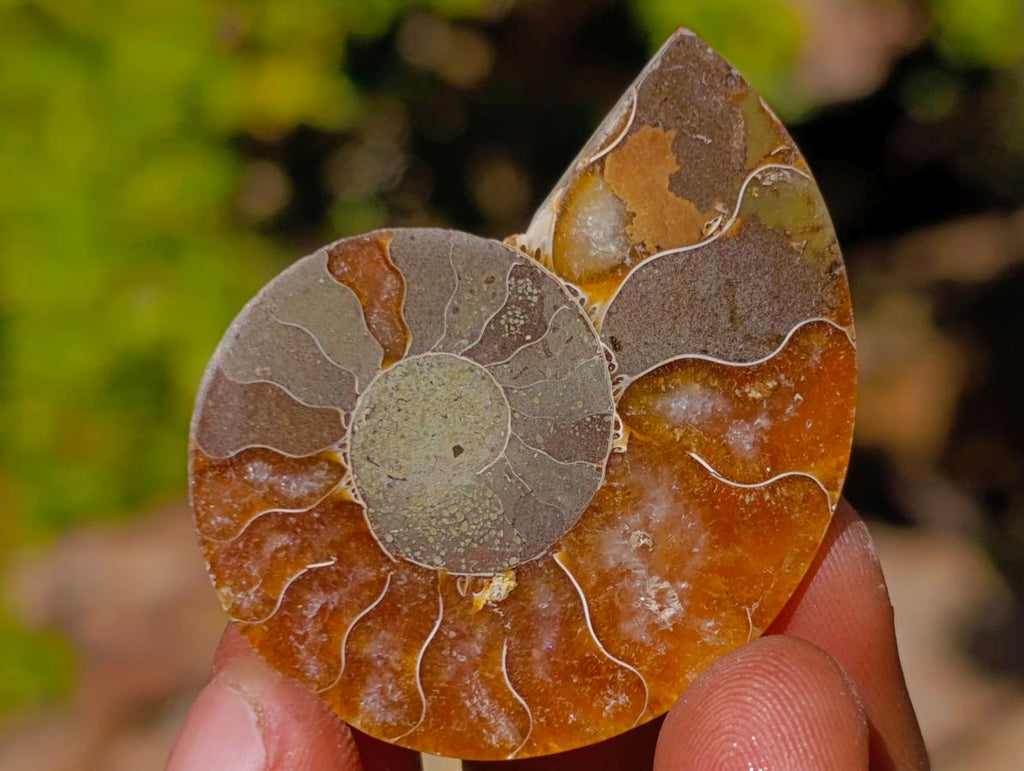Polished Cleoniceras Ammonite Fossils Pairs x 26 From Tulear, Madagascar - Toprock Gemstones and Minerals 