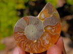 Polished Cleoniceras Ammonite Fossils Pairs x 26 From Tulear, Madagascar - Toprock Gemstones and Minerals 