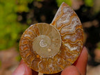 Polished Cleoniceras Ammonite Fossils Pairs x 26 From Tulear, Madagascar - Toprock Gemstones and Minerals 