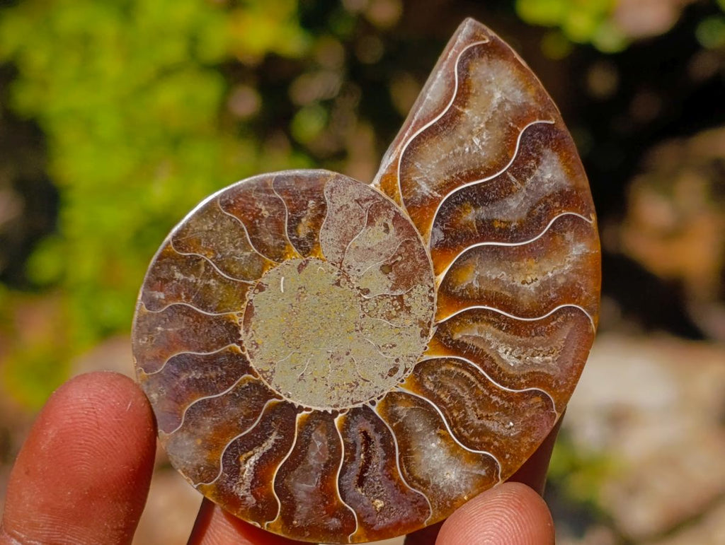 Polished Cleoniceras Ammonite Fossils Pairs x 26 From Tulear, Madagascar - Toprock Gemstones and Minerals 