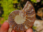 Polished Cleoniceras Ammonite Fossils Pairs x 26 From Tulear, Madagascar - Toprock Gemstones and Minerals 