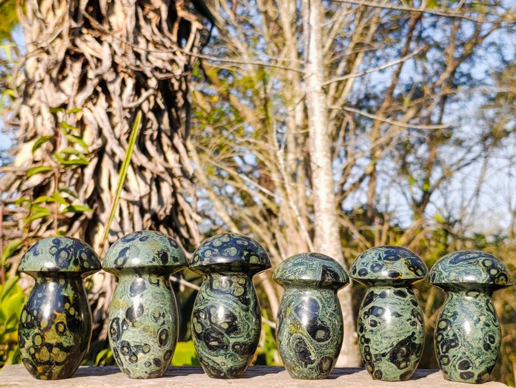 Polished Stromatolite "Kambaba Jasper" Mushrooms x 6 From Katsepy, Madagascar - Toprock Gemstones and Minerals 