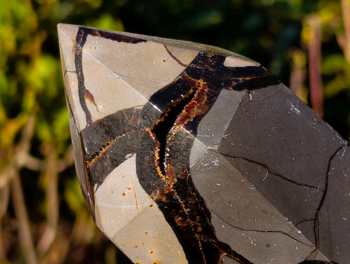 Polished Septerye Sauvage Display Crystals x 2 From Mahajanga, Madagascar - Toprock Gemstones and Minerals 