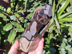 Polished Septerye Sauvage Display Crystals x 2 From Mahajanga, Madagascar - Toprock Gemstones and Minerals 