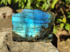 Polished One Side Labradorite Slices x 35 From Madagascar - Toprock Gemstones and Minerals 