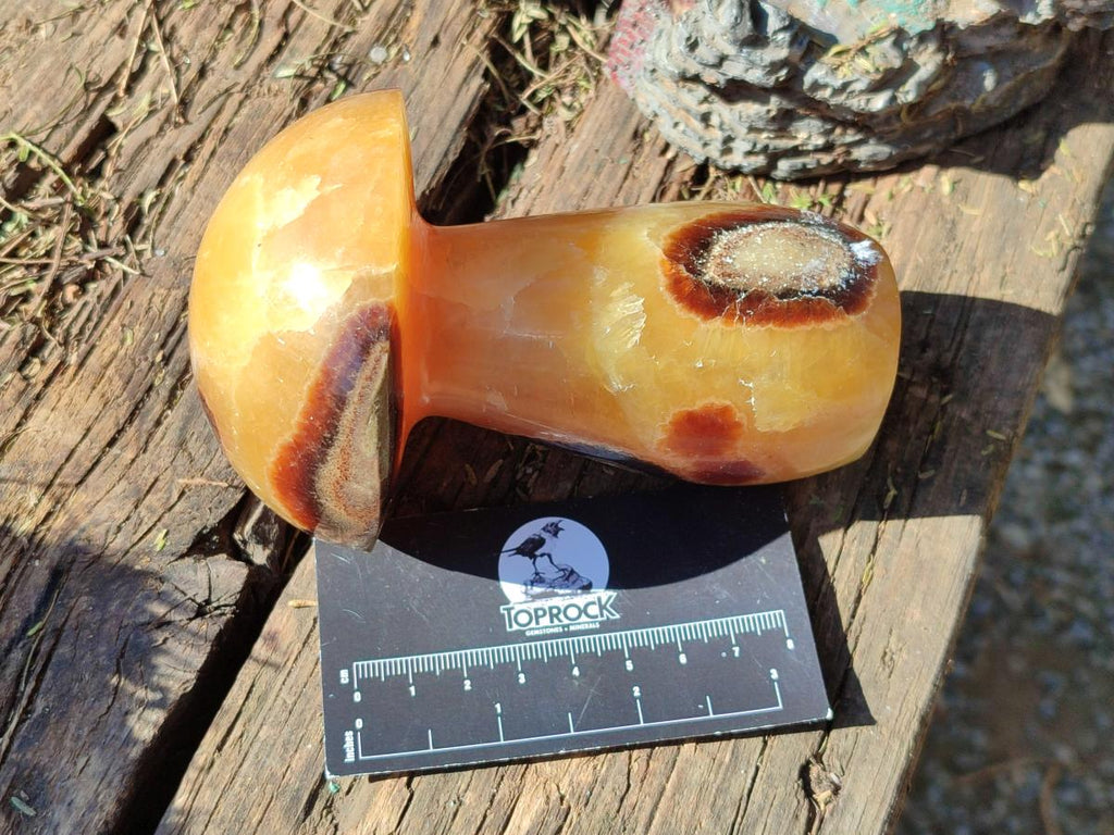 Polished Septerye Mushrooms x 4 From Mahajanga, Madagascar - Toprock Gemstones and Minerals 