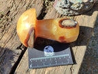 Polished Septerye Mushrooms x 4 From Mahajanga, Madagascar - Toprock Gemstones and Minerals 