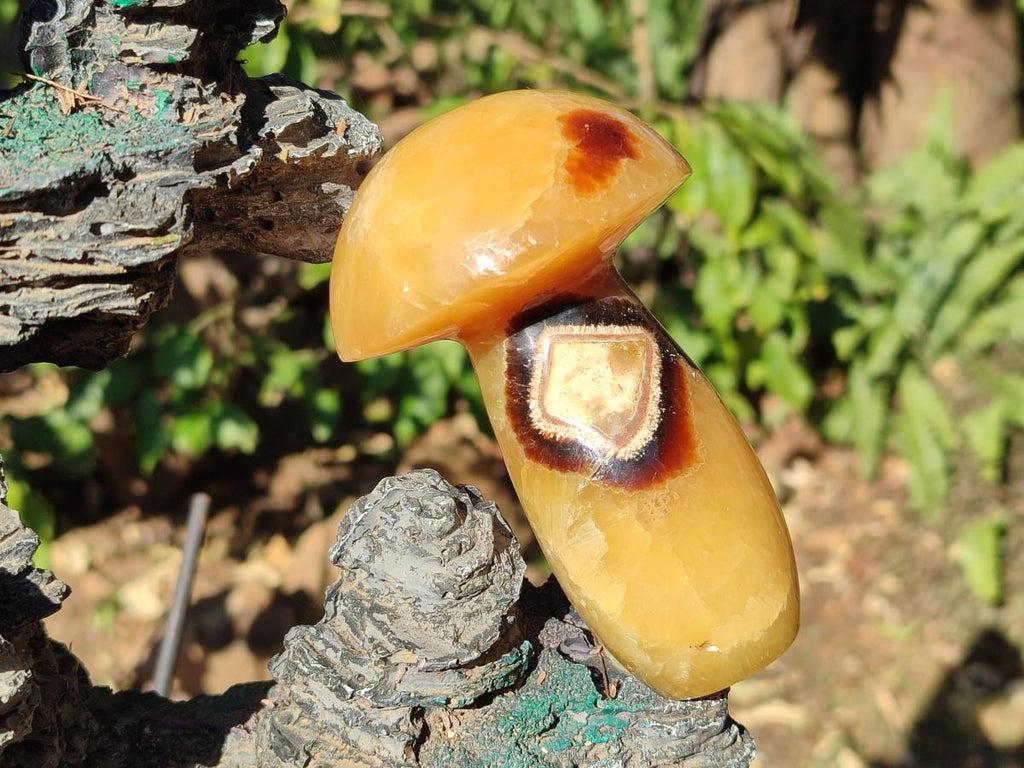 Polished Septerye Mushrooms x 4 From Mahajanga, Madagascar - Toprock Gemstones and Minerals 