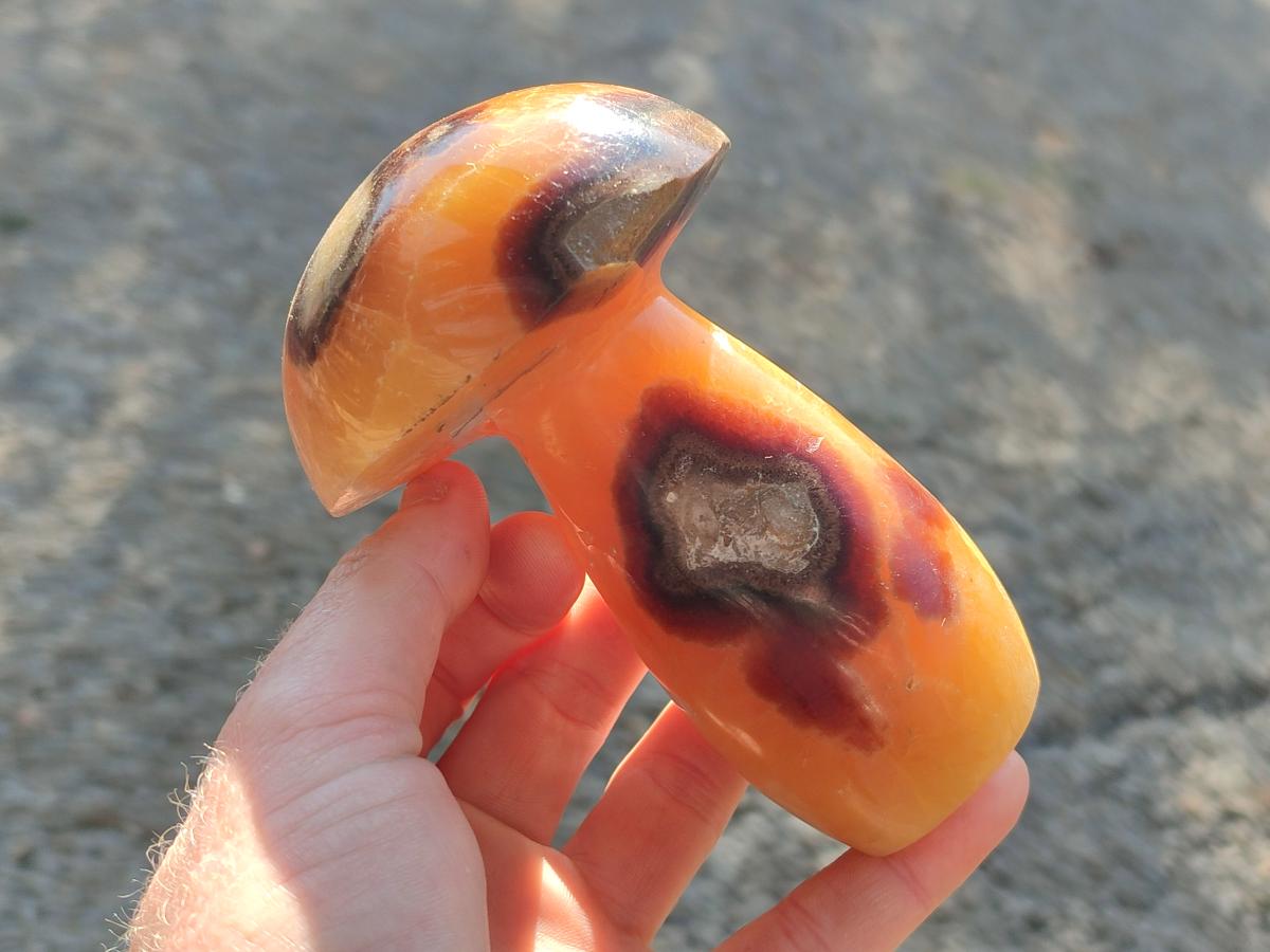 Polished Septerye Mushrooms x 4 From Mahajanga, Madagascar - Toprock Gemstones and Minerals 