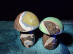 Polished Septerye Mushrooms x 4 From Mahajanga, Madagascar - Toprock Gemstones and Minerals 