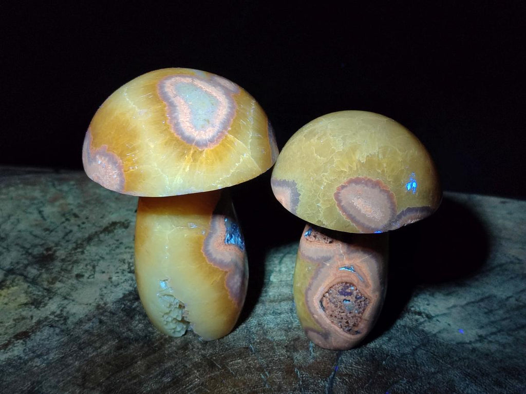 Polished Septerye Mushrooms x 4 From Mahajanga, Madagascar - Toprock Gemstones and Minerals 