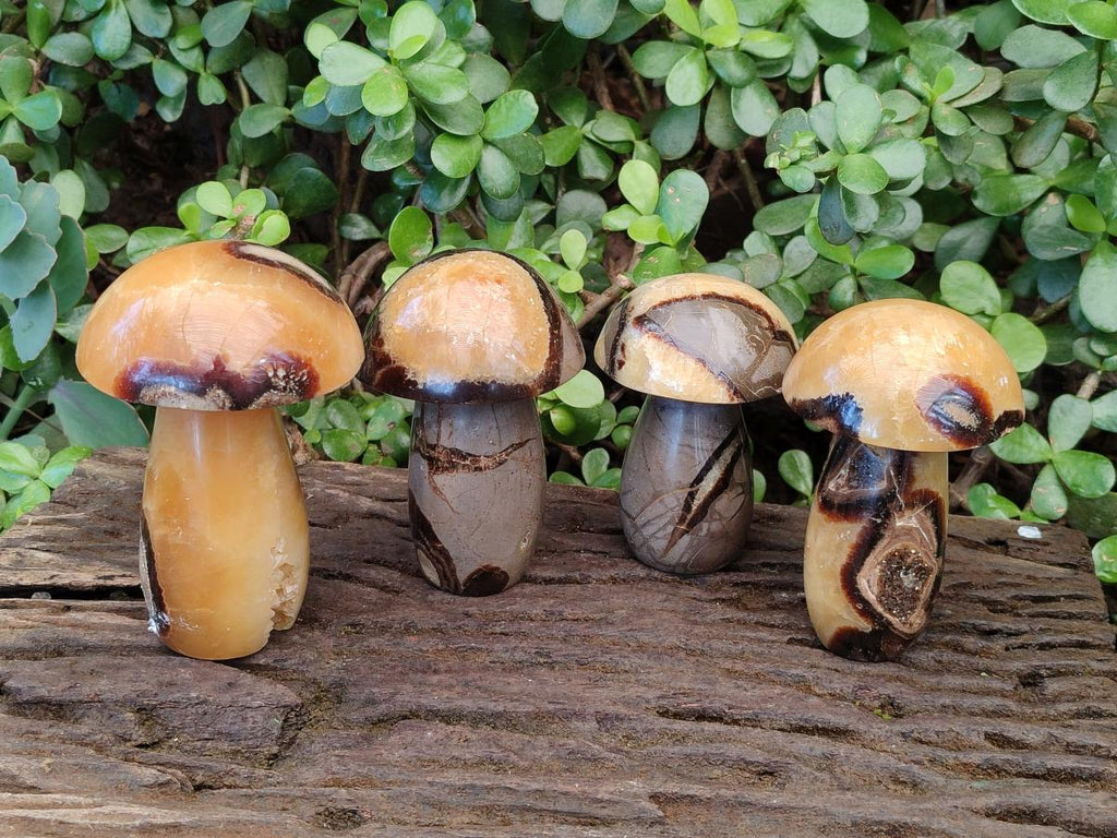 Polished Septerye Mushrooms x 4 From Mahajanga, Madagascar - Toprock Gemstones and Minerals 
