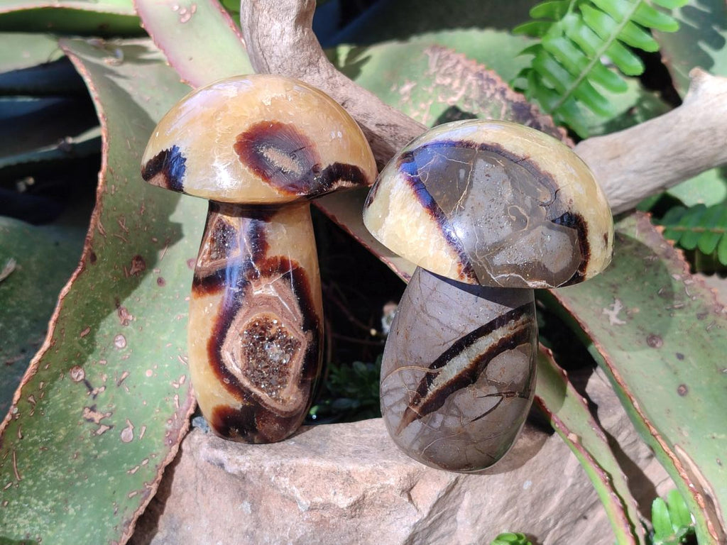 Polished Septerye Mushrooms x 4 From Mahajanga, Madagascar - Toprock Gemstones and Minerals 