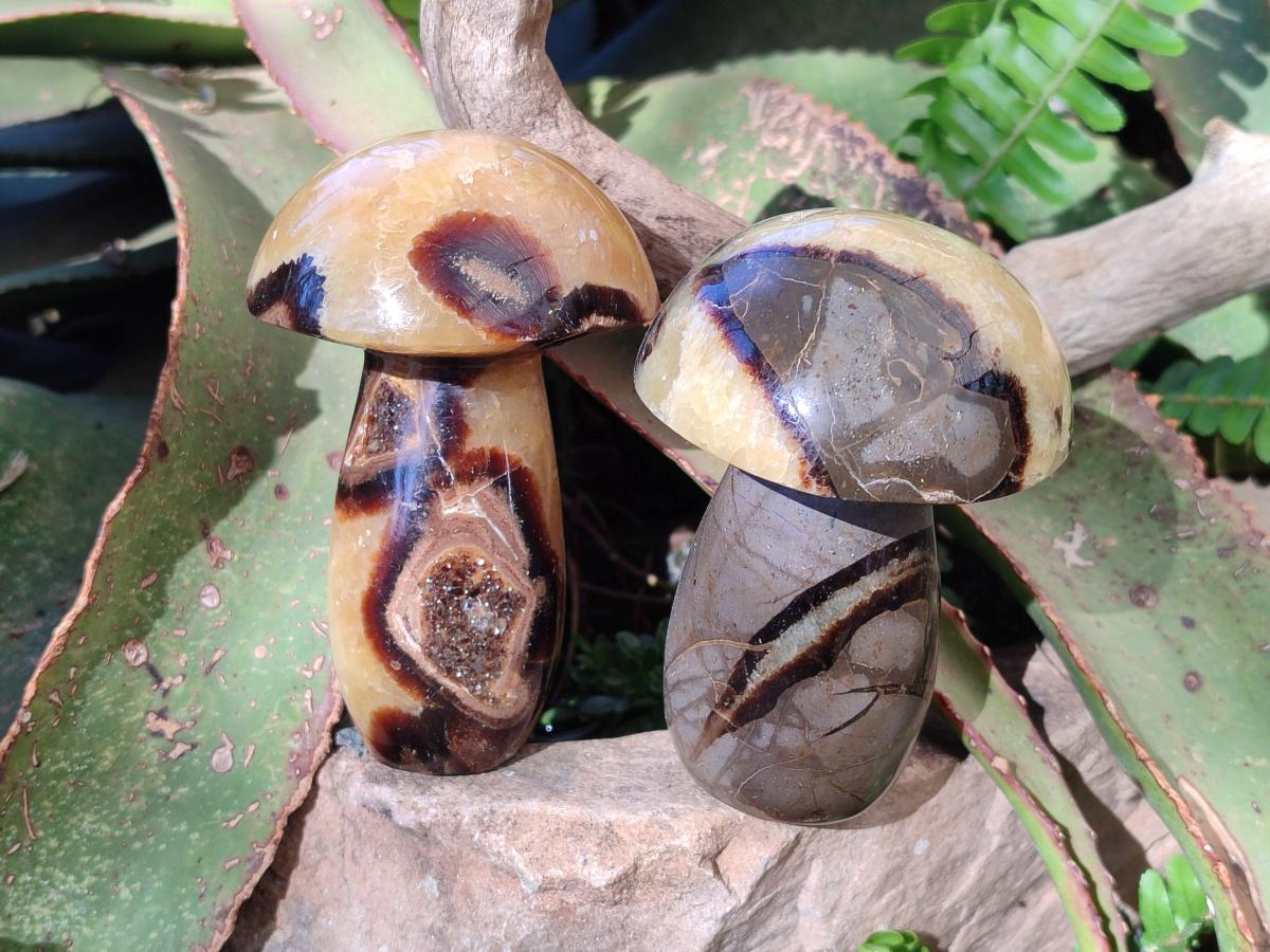 Polished Septerye Mushrooms x 4 From Mahajanga, Madagascar - Toprock Gemstones and Minerals 
