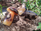 Polished Septerye Mushrooms x 4 From Mahajanga, Madagascar - Toprock Gemstones and Minerals 