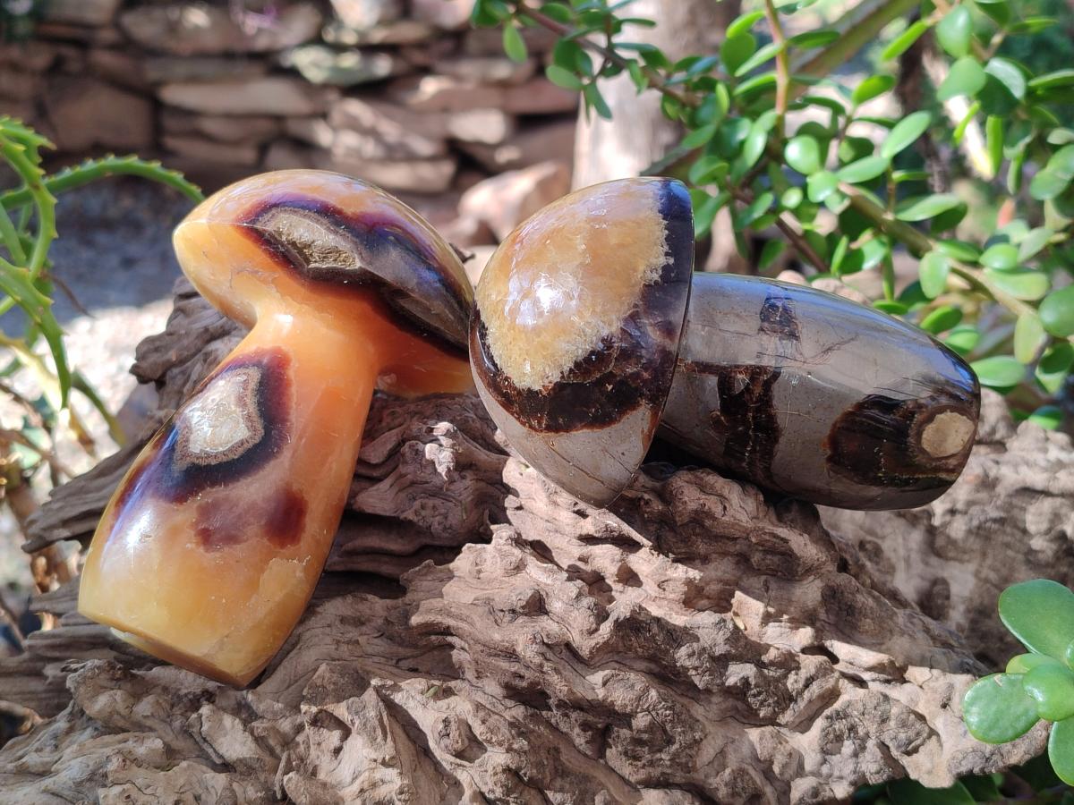 Polished Septerye Mushrooms x 4 From Mahajanga, Madagascar - Toprock Gemstones and Minerals 