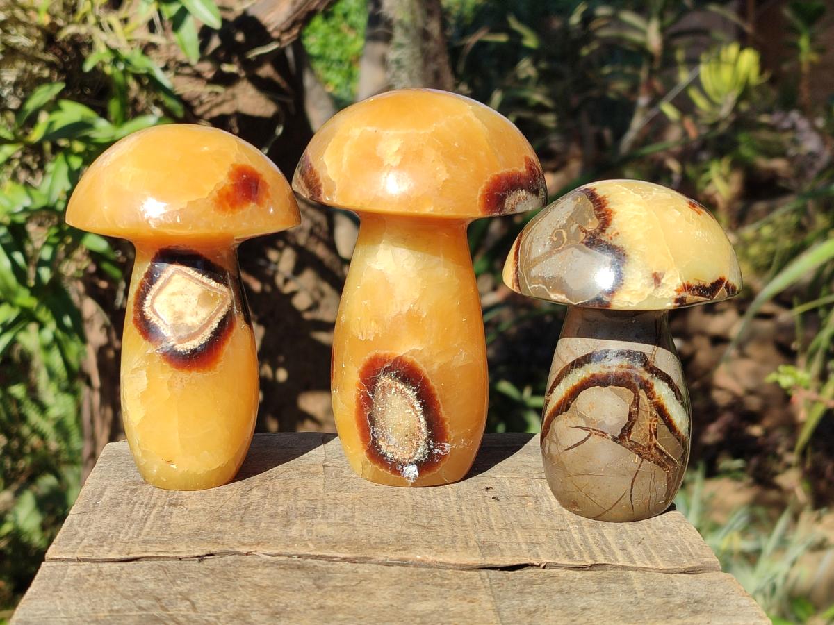 Polished Septerye Mushrooms x 4 From Mahajanga, Madagascar - Toprock Gemstones and Minerals 