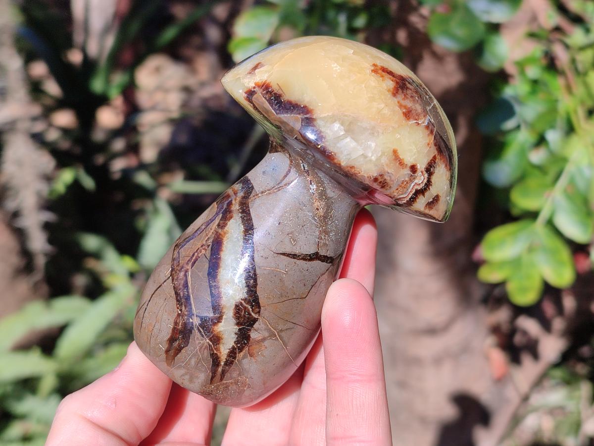 Polished Septerye Mushrooms x 4 From Mahajanga, Madagascar - Toprock Gemstones and Minerals 
