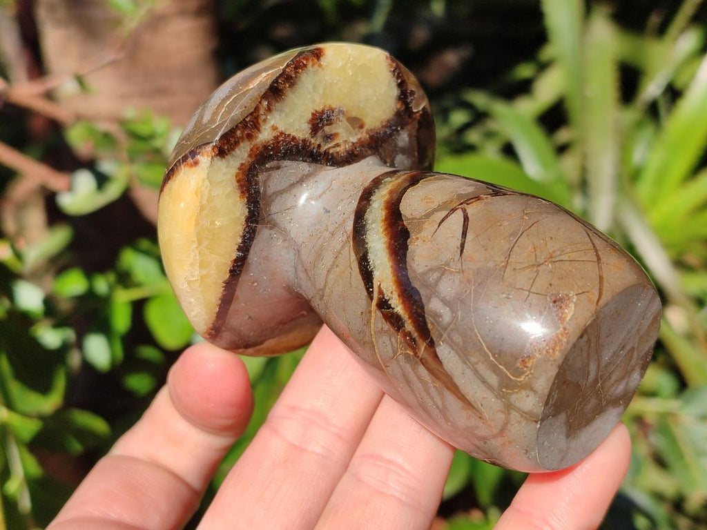 Polished Septerye Mushrooms x 4 From Mahajanga, Madagascar - Toprock Gemstones and Minerals 