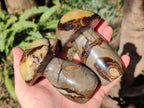 Polished Septerye Mushrooms x 4 From Mahajanga, Madagascar - Toprock Gemstones and Minerals 