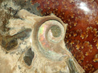 Polished Whole Ammolite Cleoniceras Opalized Ammonite Fossils x 2 From Tulear, Madagascar - Toprock Gemstones and Minerals 