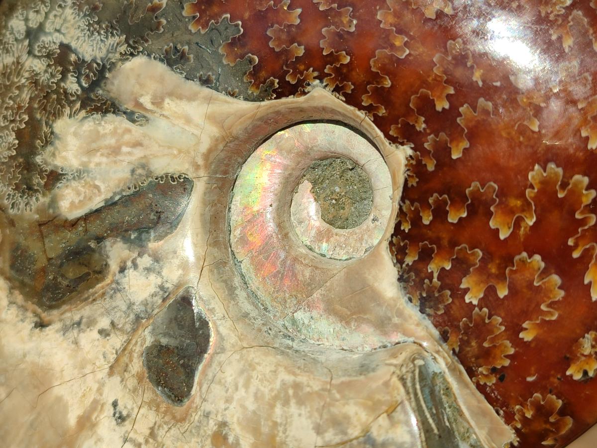 Polished Whole Ammolite Cleoniceras Opalized Ammonite Fossils x 2 From Tulear, Madagascar - Toprock Gemstones and Minerals 
