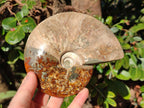 Polished Whole Ammolite Cleoniceras Opalized Ammonite Fossils x 2 From Tulear, Madagascar - Toprock Gemstones and Minerals 