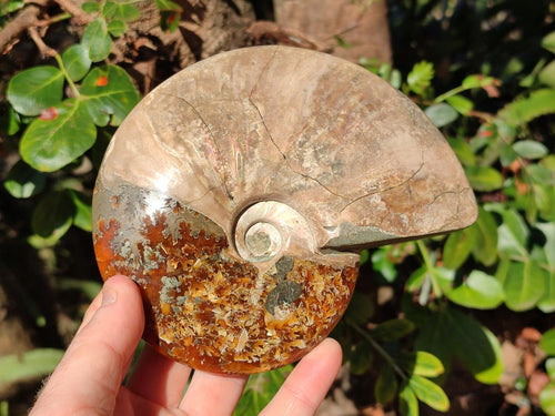 Polished Whole Ammolite Cleoniceras Opalized Ammonite Fossils x 2 From Tulear, Madagascar - Toprock Gemstones and Minerals 