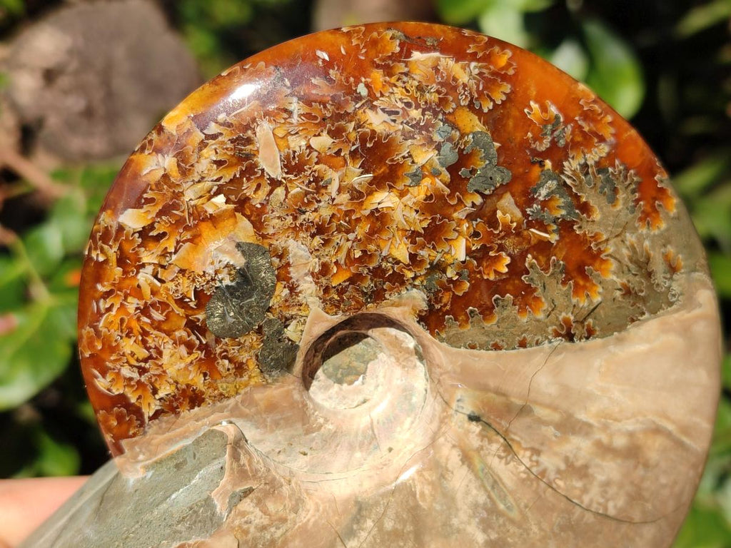 Polished Whole Ammolite Cleoniceras Opalized Ammonite Fossils x 2 From Tulear, Madagascar - Toprock Gemstones and Minerals 