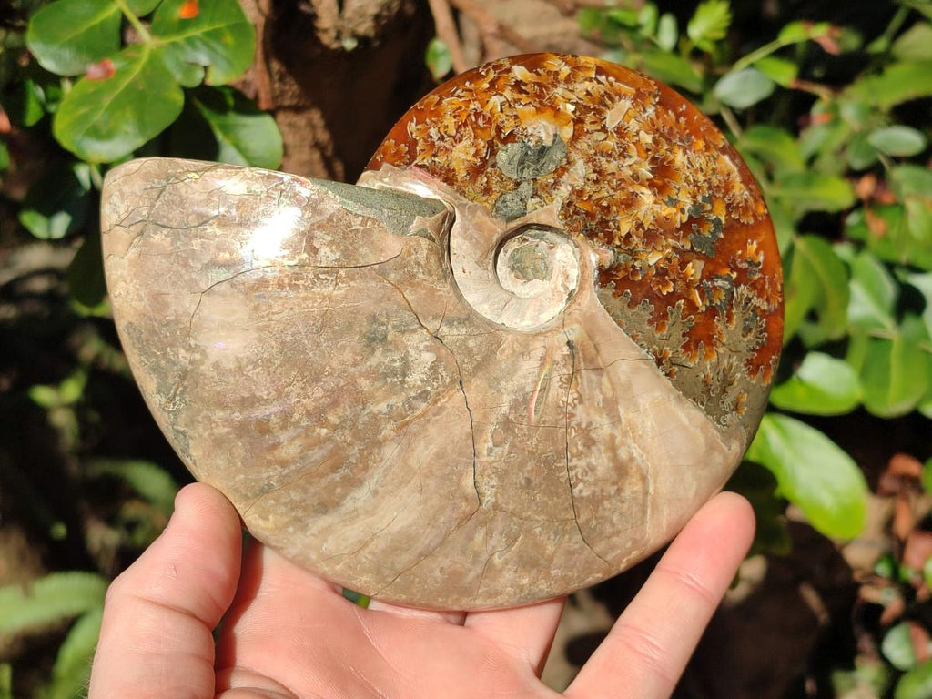 Polished Whole Ammolite Cleoniceras Opalized Ammonite Fossils x 2 From Tulear, Madagascar - Toprock Gemstones and Minerals 