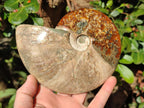 Polished Whole Ammolite Cleoniceras Opalized Ammonite Fossils x 2 From Tulear, Madagascar - Toprock Gemstones and Minerals 