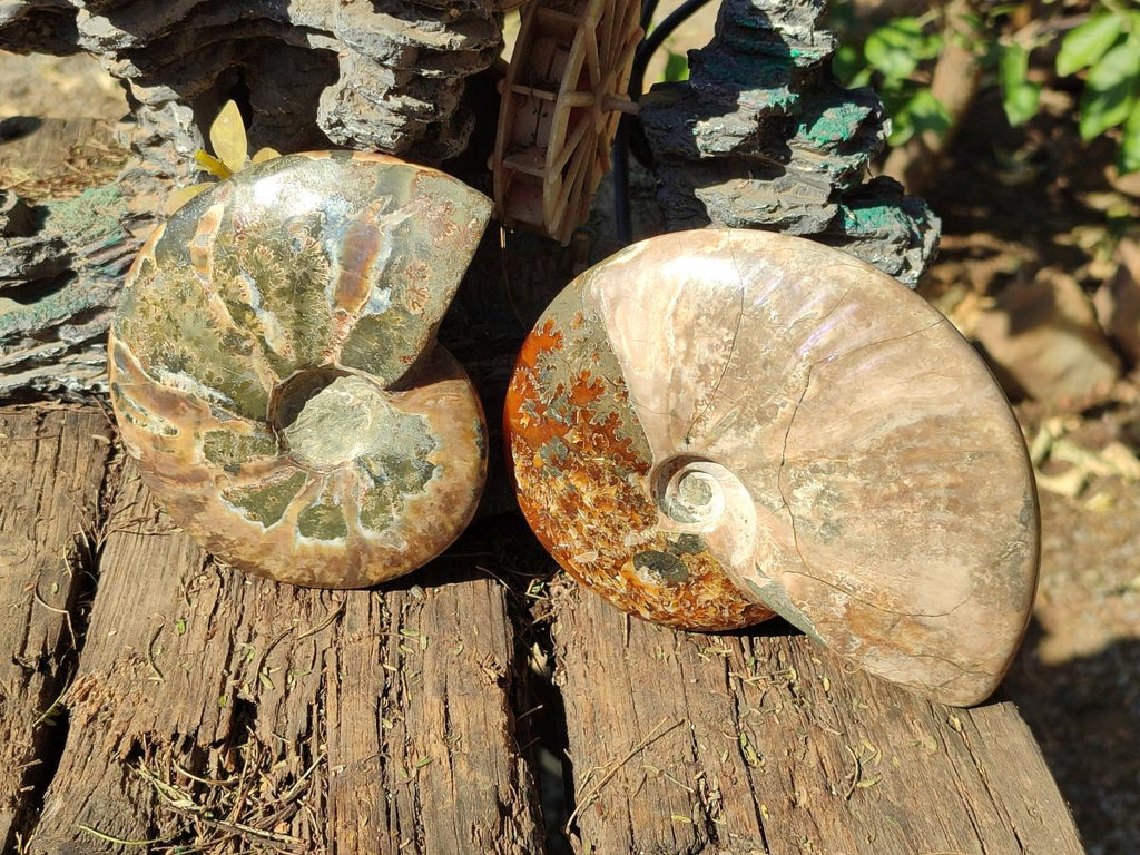 Polished Whole Ammolite Cleoniceras Opalized Ammonite Fossils x 2 From Tulear, Madagascar - Toprock Gemstones and Minerals 