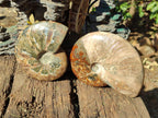 Polished Whole Ammolite Cleoniceras Opalized Ammonite Fossils x 2 From Tulear, Madagascar - Toprock Gemstones and Minerals 