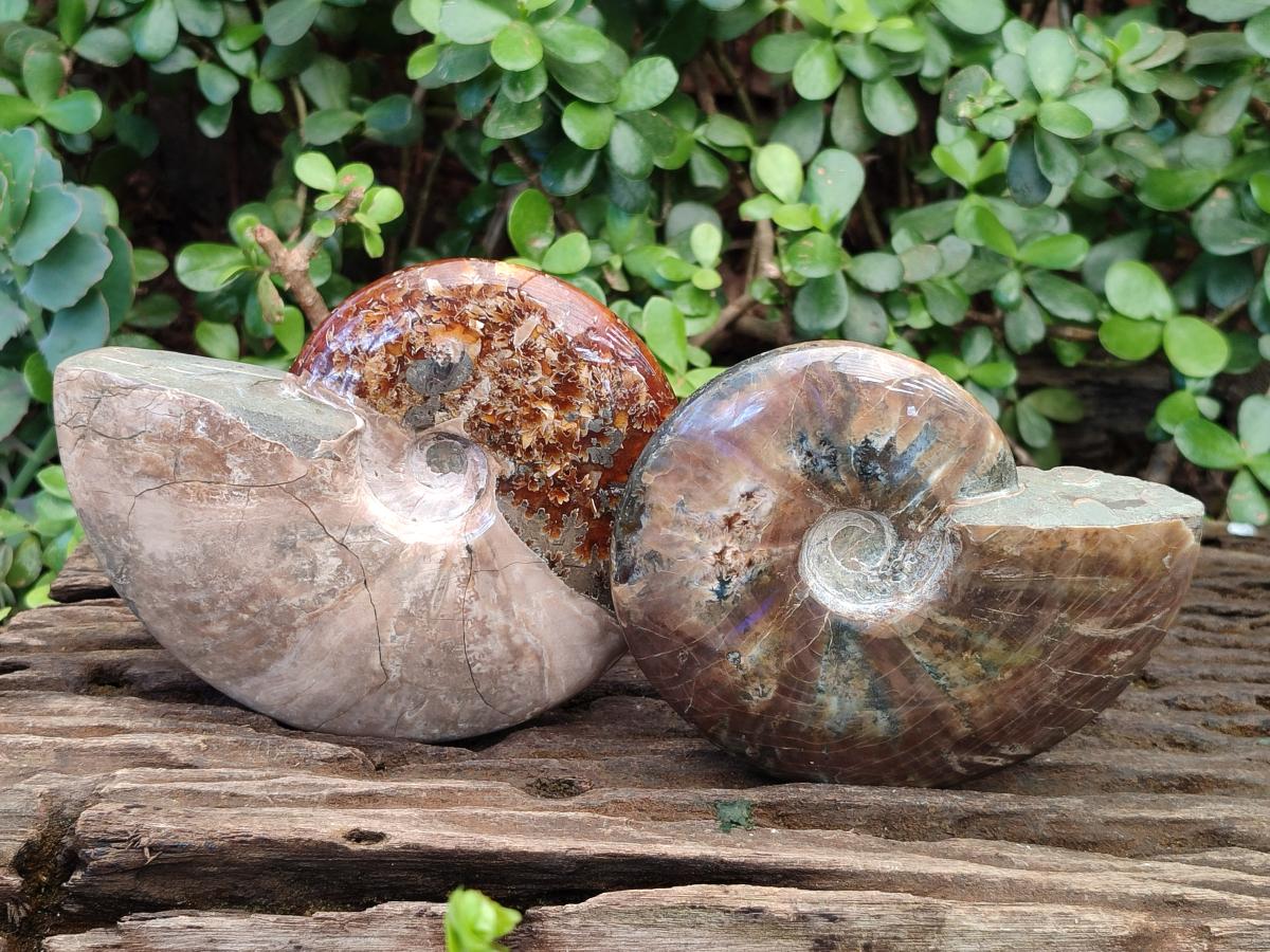 Polished Whole Ammolite Cleoniceras Opalized Ammonite Fossils x 2 From Tulear, Madagascar - Toprock Gemstones and Minerals 