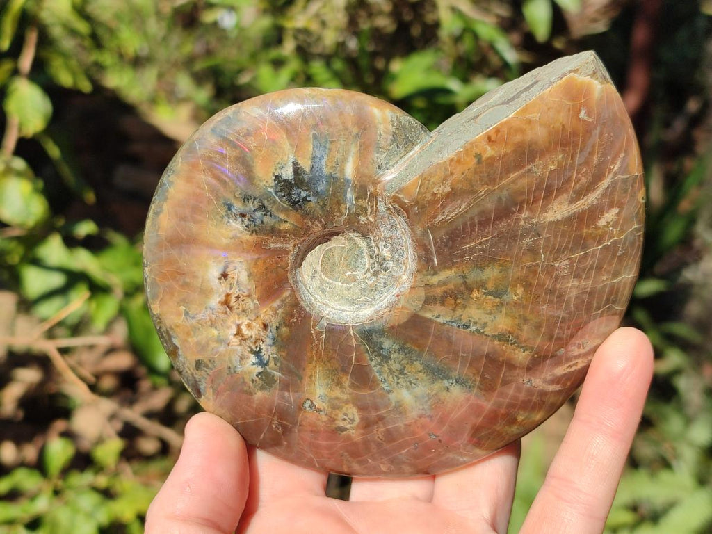 Polished Whole Ammolite Cleoniceras Opalized Ammonite Fossils x 2 From Tulear, Madagascar - Toprock Gemstones and Minerals 
