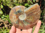 Polished Whole Ammolite Cleoniceras Opalized Ammonite Fossils x 2 From Tulear, Madagascar - Toprock Gemstones and Minerals 