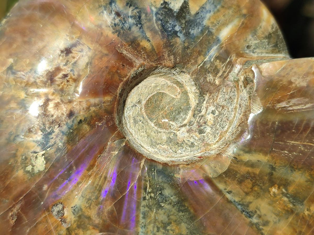 Polished Whole Ammolite Cleoniceras Opalized Ammonite Fossils x 2 From Tulear, Madagascar - Toprock Gemstones and Minerals 