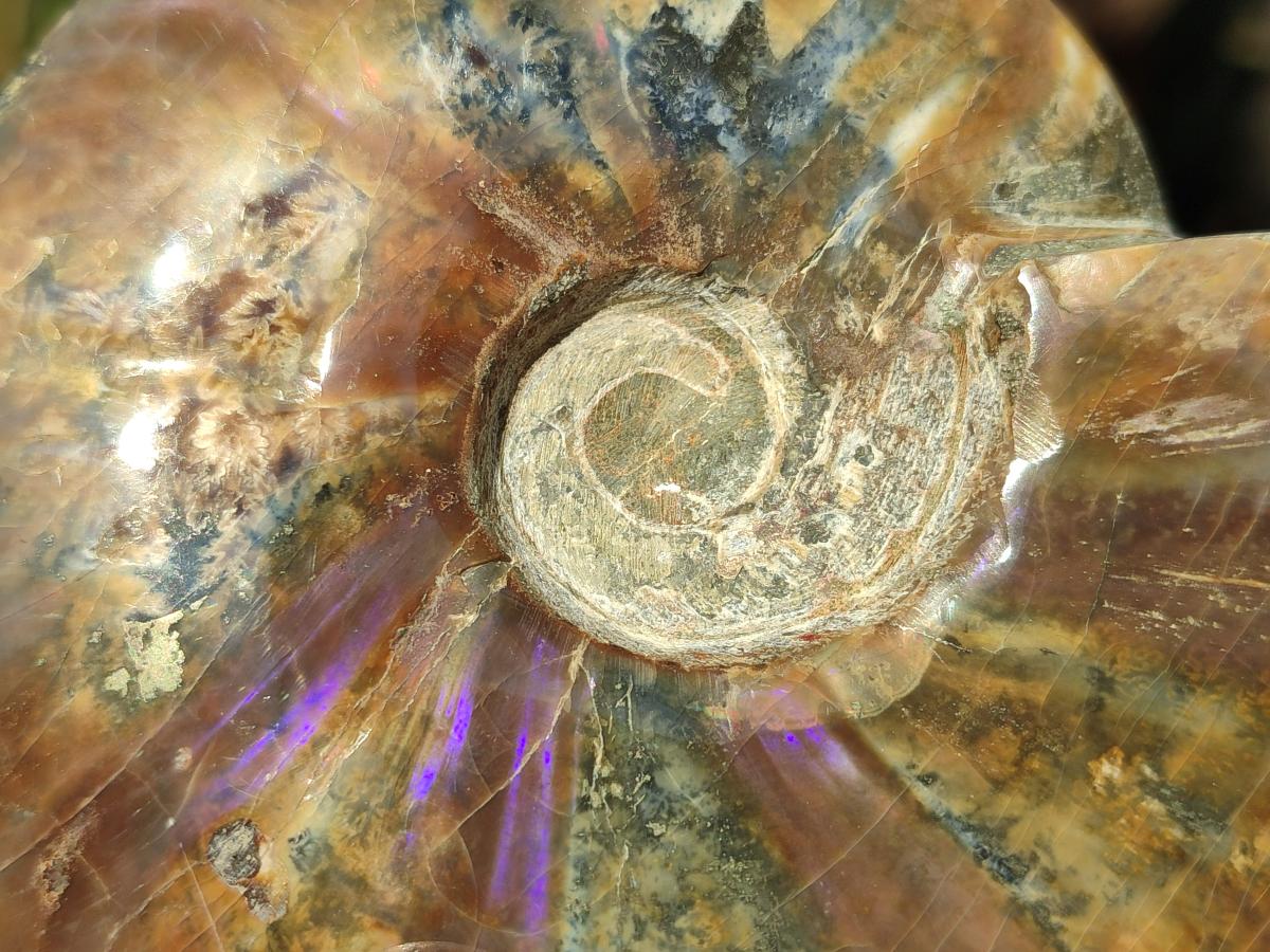 Polished Whole Ammolite Cleoniceras Opalized Ammonite Fossils x 2 From Tulear, Madagascar - Toprock Gemstones and Minerals 