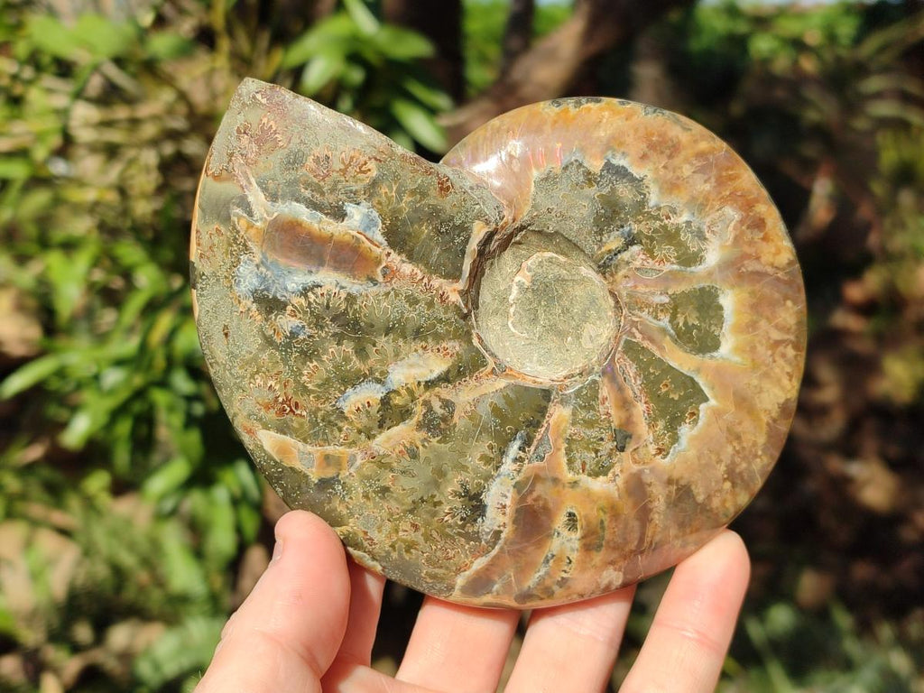 Polished Whole Ammolite Cleoniceras Opalized Ammonite Fossils x 2 From Tulear, Madagascar - Toprock Gemstones and Minerals 