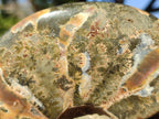 Polished Whole Ammolite Cleoniceras Opalized Ammonite Fossils x 2 From Tulear, Madagascar - Toprock Gemstones and Minerals 