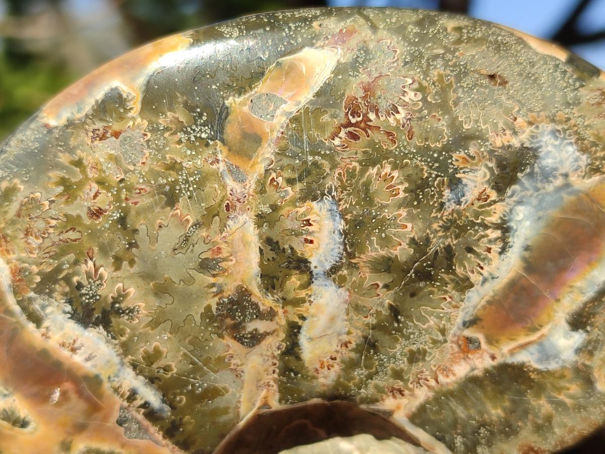 Polished Whole Ammolite Cleoniceras Opalized Ammonite Fossils x 2 From Tulear, Madagascar - Toprock Gemstones and Minerals 