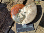 Polished Whole Ammolite Cleoniceras Opalized Ammonite Fossils x 2 From Tulear, Madagascar - Toprock Gemstones and Minerals 