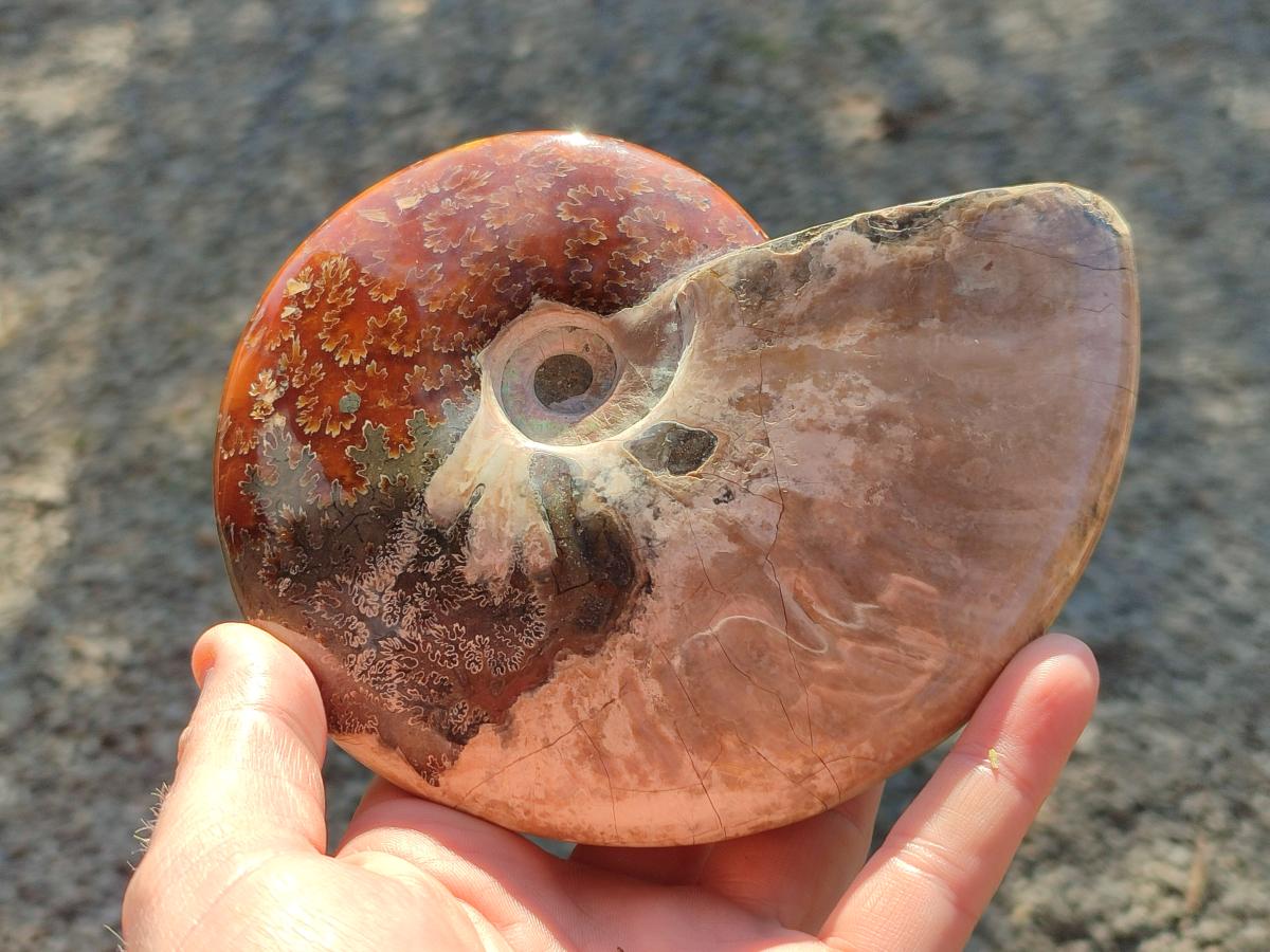 Polished Whole Ammolite Cleoniceras Opalized Ammonite Fossils x 2 From Tulear, Madagascar - Toprock Gemstones and Minerals 