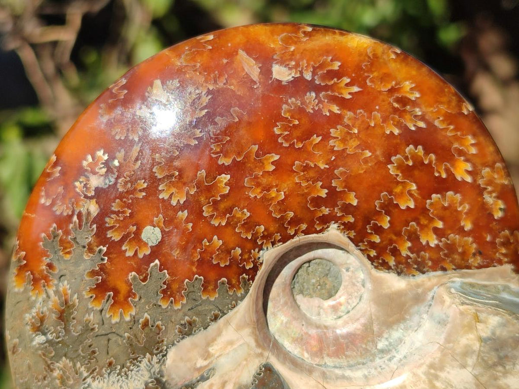 Polished Whole Ammolite Cleoniceras Opalized Ammonite Fossils x 2 From Tulear, Madagascar - Toprock Gemstones and Minerals 