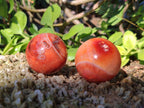 Polished Small Carnelian Agate Gemstone Spheres x 20 From Madagascar - Toprock Gemstones and Minerals 