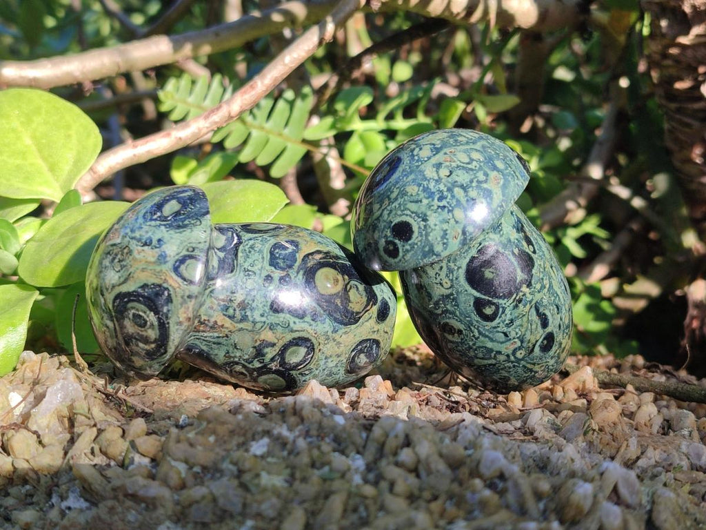 Polished Stromatolite "Kambaba Jasper" Mushrooms x 12 From Katsepy, Madagascar - Toprock Gemstones and Minerals 